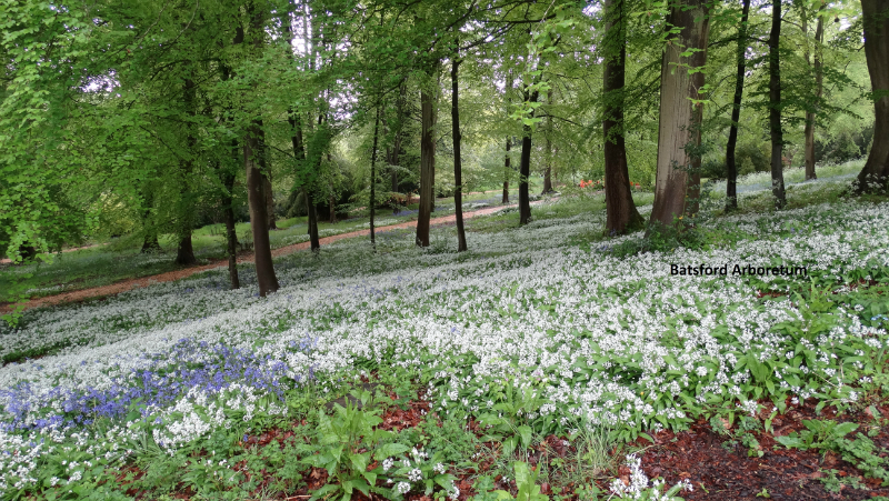 batsford-arboretum-13