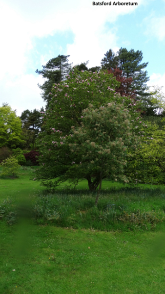 batsford-arboretum-9