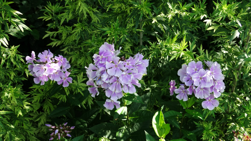 co-durham-helmingham-gardens-048