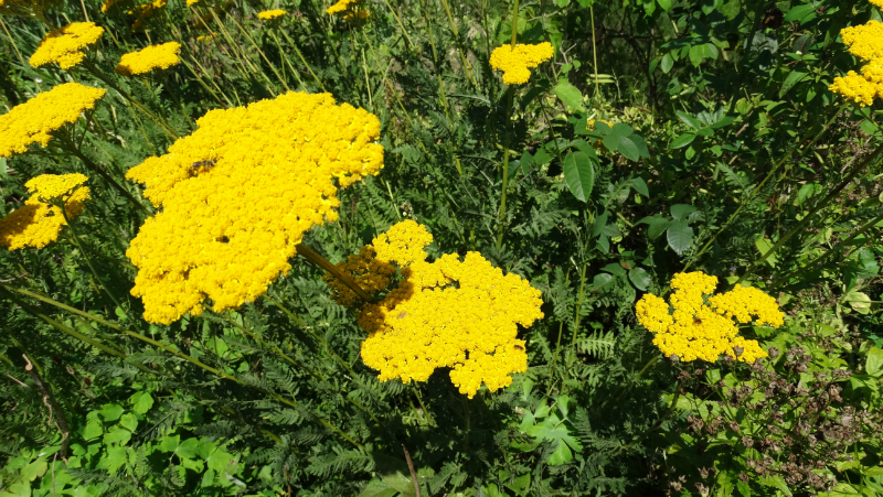 co-durham-helmingham-gardens-065