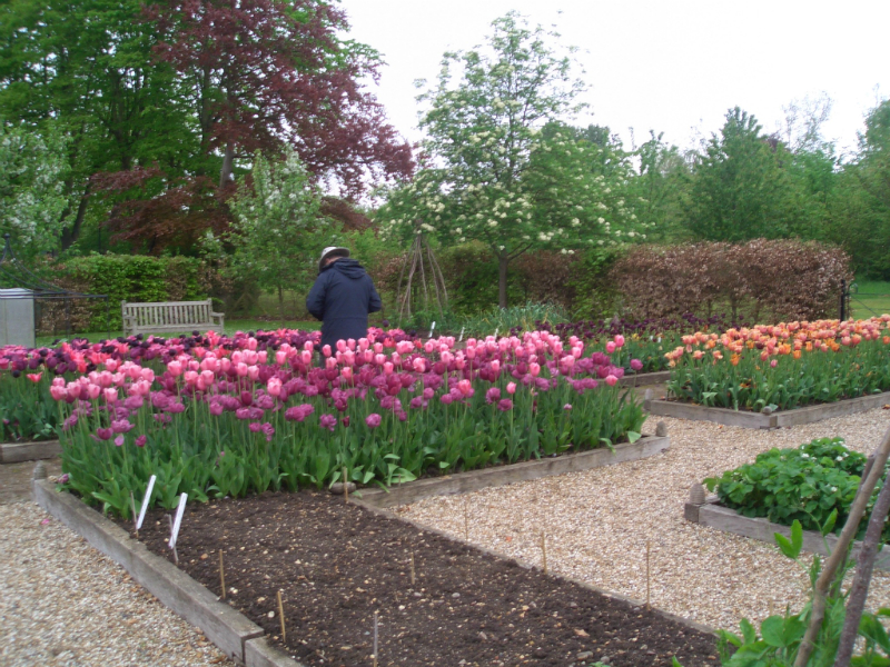 ulting-wick-april-2014-plant-sale-may-2014-009